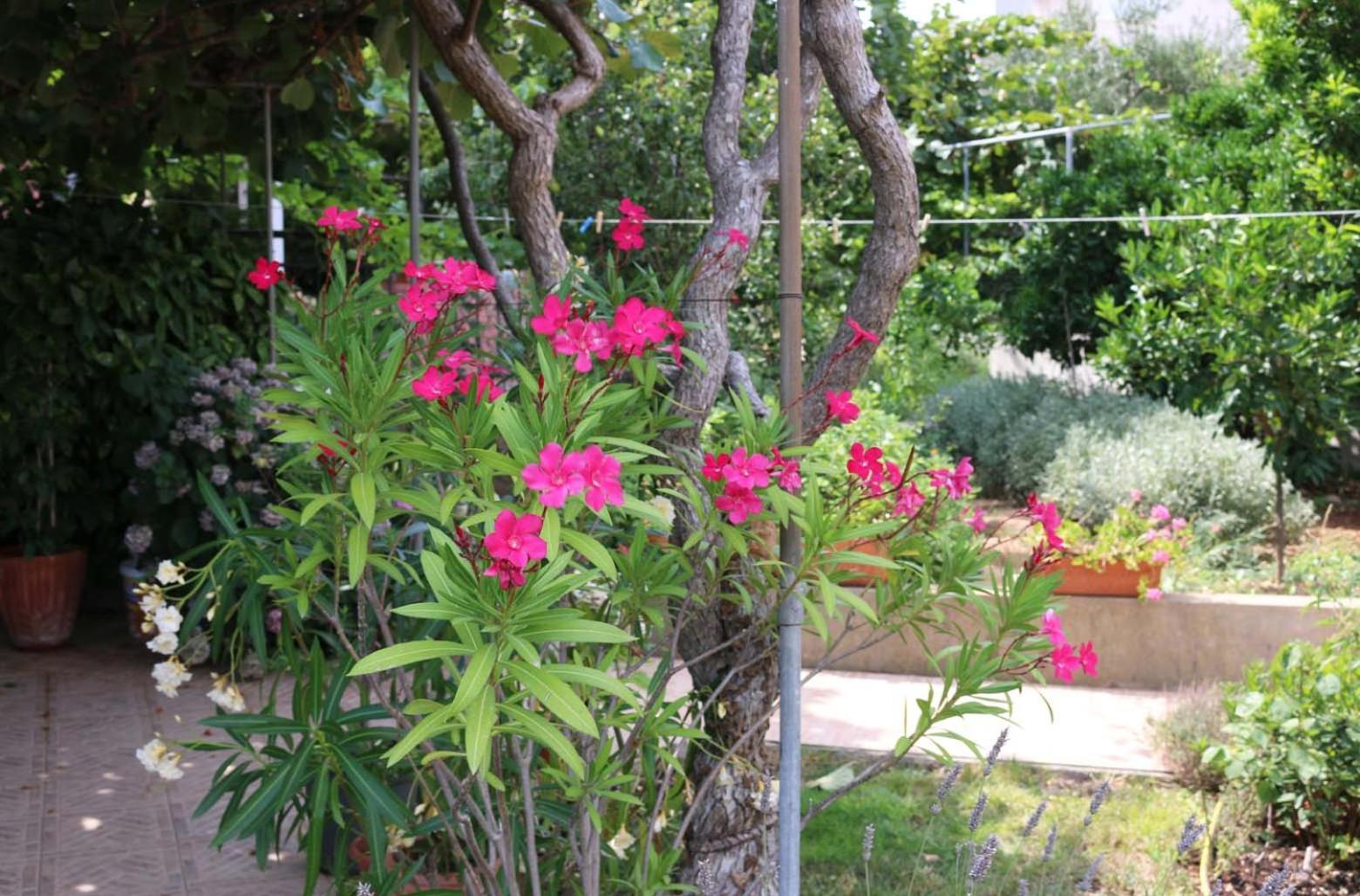 Villa Katarina Losinj Island Mali Lošinj Екстериор снимка