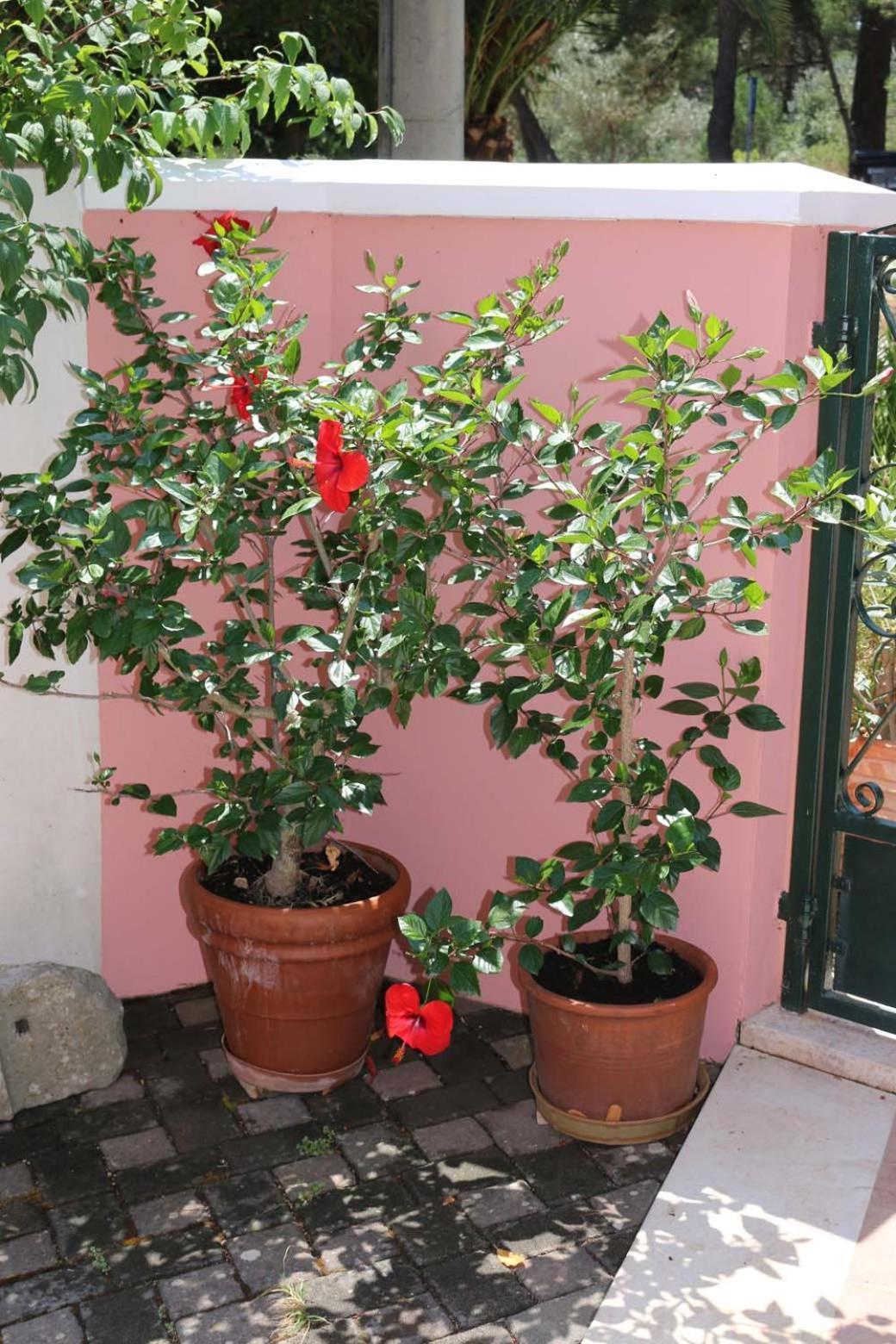 Villa Katarina Losinj Island Mali Lošinj Екстериор снимка
